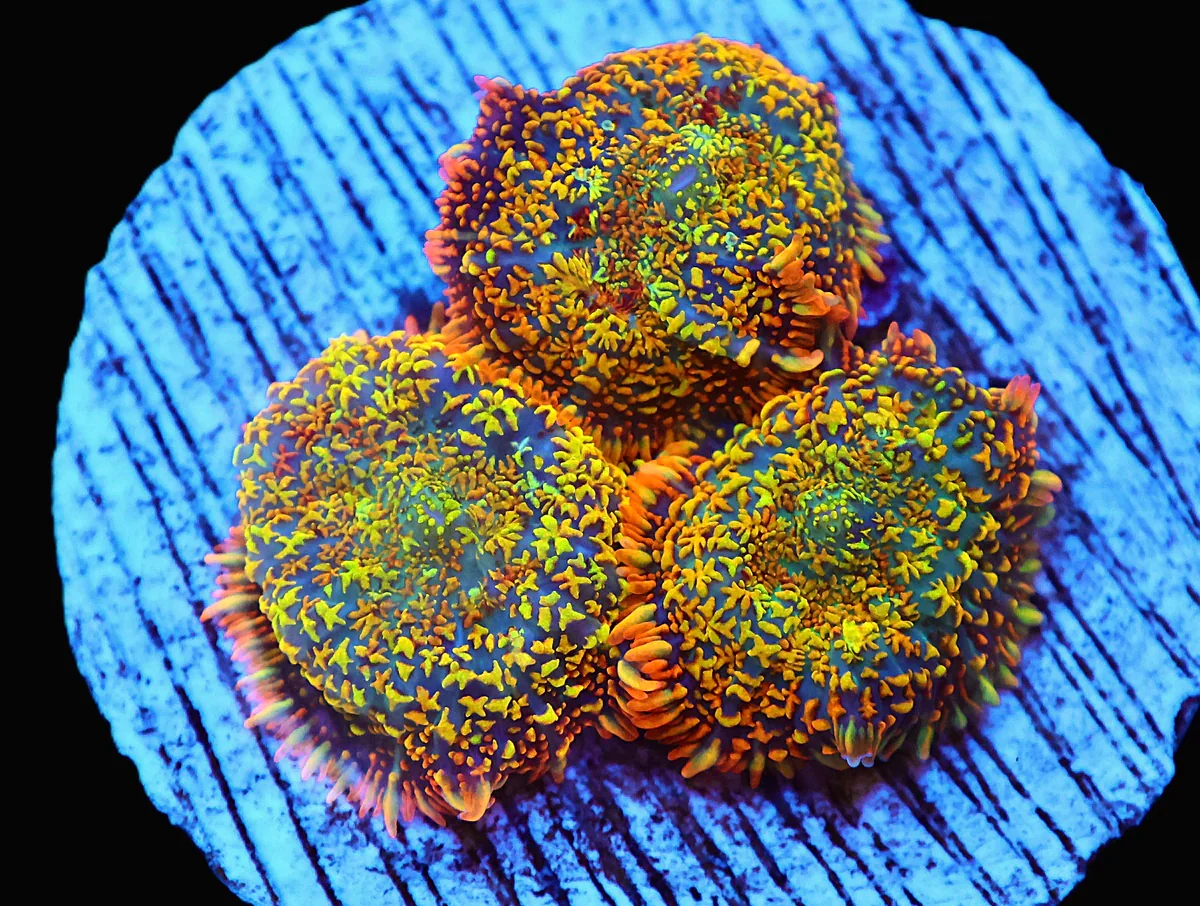 Healthy Reefs, Vibrant Marine Life